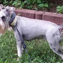 Miniature Schnauzers from Carolina Legacy Miniature Schnauzers