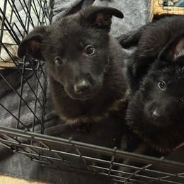 Cobbler - Bi-color female German Shepherd puppy in Salem, Virginia from Vom Kylohaus German Shepherds