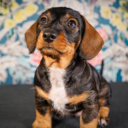 Dachshund Puppies from Shining A Lowriders & Co.