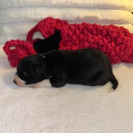 Sydney - Black and white female Border Collie puppy in Henagar, Alabama from Ridge Kap Border Collies