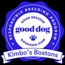 Boston Terrier Puppies from Kimbo’s Bostons