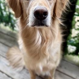 EM - Golden Retriever