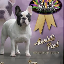 Pi - French Bulldog