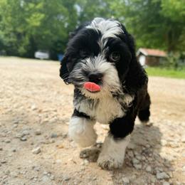 Monte - Black and chalk male Australian Labradoodle puppy in Wamego, Kansas from Doodles of Oz