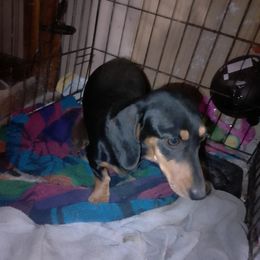 Bella - Dachshund