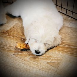 Goldendoodle Puppies from Barkley Lane Doodles