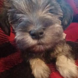 Miniature Schnauzers from Lenora's Mini Schnauzers