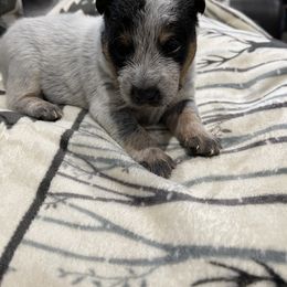 Australian Cattle Dog Puppies from Home Grown Heelers