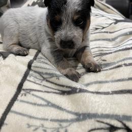 Australian Cattle Dog Puppies from Home Grown Heelers
