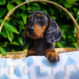 Teddy - Dapple male Dachshund puppy in Temecula, California from Naomi Magee's Dachshund Kennel