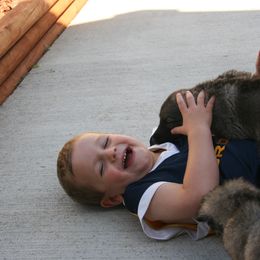 Shiloh Shepherd Puppies from Solace Shilohs