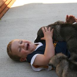 Shiloh Shepherd Puppies from Solace Shilohs