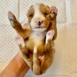 Red and White Bicolor Female - Red female Bernedoodle puppy in Brooksville, Florida from Kruger Doodles