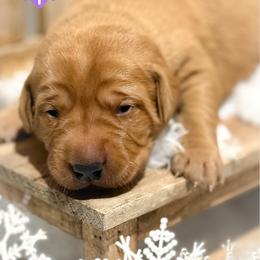 Purple Female - Yellow female Labrador Retriever puppy in Franklin, Virginia from Oak Hollow Retrievers