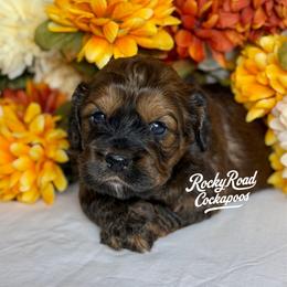 Clank - Sable male Cockapoo puppy in Nashville, Arkansas from Rocky Road Puppies