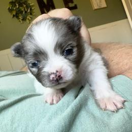 Kylo Ren - Blue merle male Pomeranian puppy in New Plymouth, Idaho from Pawdawan Poms