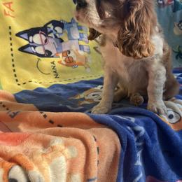 Cavalier King Charles Spaniel Puppies from Purple Moon Cavaliers