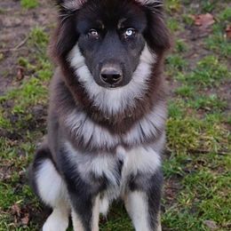 Siberian Husky Puppies from The Land Siberians
