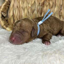 Light blue - Red  male Goldendoodle puppy in Cleveland, Georgia from The O.G. Doodles