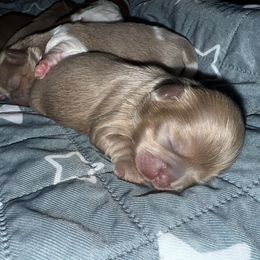 Omen - Lilac male Shih Tzu puppy in Birmingham, Alabama from Lavender Lane Tzus