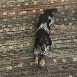 Dachshunds from Dirksen Doxies