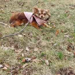 Aurora - Chihuahua