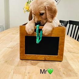Boy 4 - Golden male Golden Retriever puppy in Carmichael, California from Sadie Lane Family Goldens