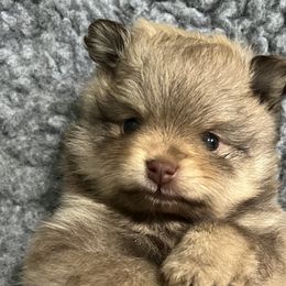 Reese Cup - Chocolate sable Pomeranian puppy in Bethel, Ohio from J&A Poms