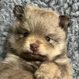 Reese Cup - Chocolate sable Pomeranian puppy in Bethel, Ohio from J&A Poms