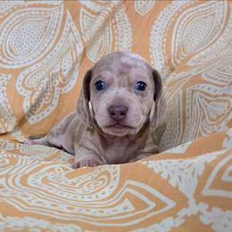 Latte - Dapple male Dachshund puppy in Cowen, West Virginia from Bennett Babies