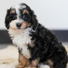 Beau - Tri-color male Bernedoodle puppy in Dundee, Ohio from Down Home Doodle