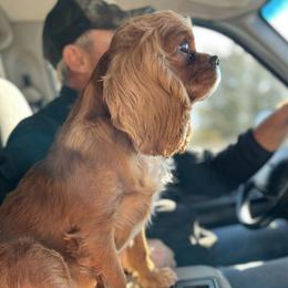 Cavalier King Charles Spaniel All Grown Up from Pemberly Cavaliers