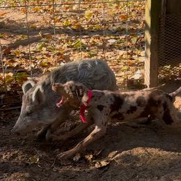 Fancy - Catahoula Leopard Dog