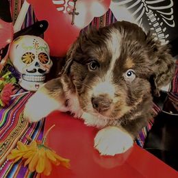 Prince Maverick III - Red tri-color male Australian Shepherd puppy in Arlington, Texas from Firelight Australian Shepherds