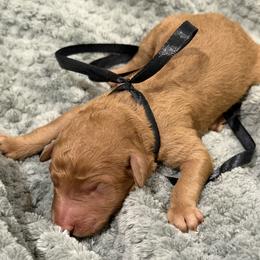 Cobbler - Apricot male Poodle puppy in Salmon, Idaho from Stunningly Sweet Standards