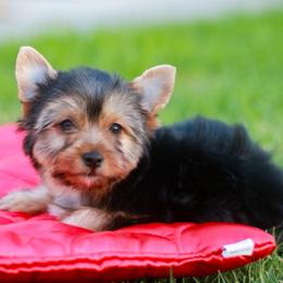 Enchanting Girl - Black and gold female Yorkshire Terrier puppy in Stanton, California from Essence of Grace Yorkies