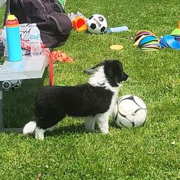 Girl 2 - Black and white female Border Collie puppy in Waterport, New York from Otter Creek Dogs