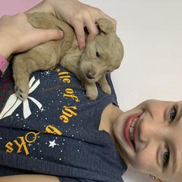 Goldendoodle Puppies from Broderick Goldendoodles
