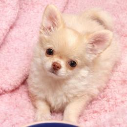 Creme Brulee - Cream and white female Chihuahua puppy in Summerfield, Florida from Impeccable's Boutique & Ethical Breeder for the educated & discriminating ONLY