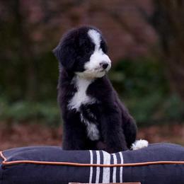 Juniper - Black and white female Sheepadoodle puppy in Denham Springs, Louisiana from GimiPup Doodles