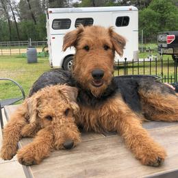Nellie - Airedale Terrier