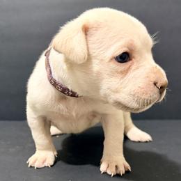 Purple collar (straw cane corso) - Red female Cane Corso puppy in Snellville, Georgia from A Really Good Kennel