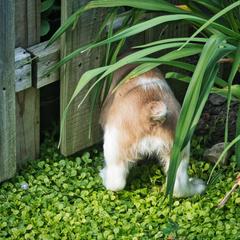 Welsh Springer Spaniel Puppies from Braith Welsh Springer Spaniels