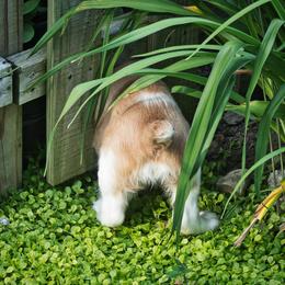 Welsh Springer Spaniel Puppies from Braith Welsh Springer Spaniels