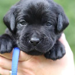 Last pick boy - Black male Labrador Retriever puppy in Williston, Florida from Royal K Labradors