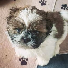Shih Tzu Puppies from Mia AKC Shih Tzus