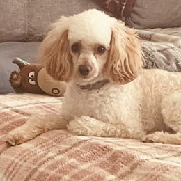 Poodles from Karen’s precious poodles and doodles