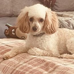 Poodles from Karen’s precious poodles and doodles