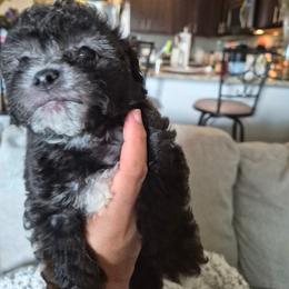 Maltipoo Puppies from Kirksey Texas Elite Maltidoodles
