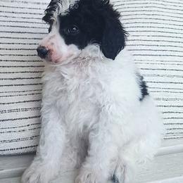 Berlin-black phantom parti - Phantom male Poodle puppy in Cypress Inn, Tennessee from Nine Pines Poodles